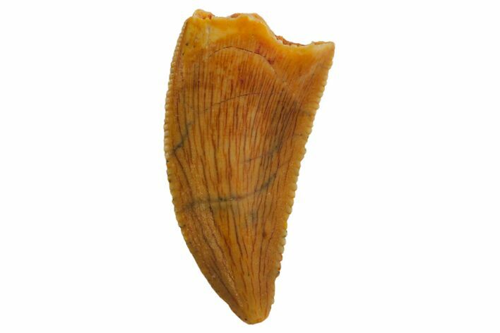 Serrated, Raptor Tooth - Real Dinosaur Tooth #135165
